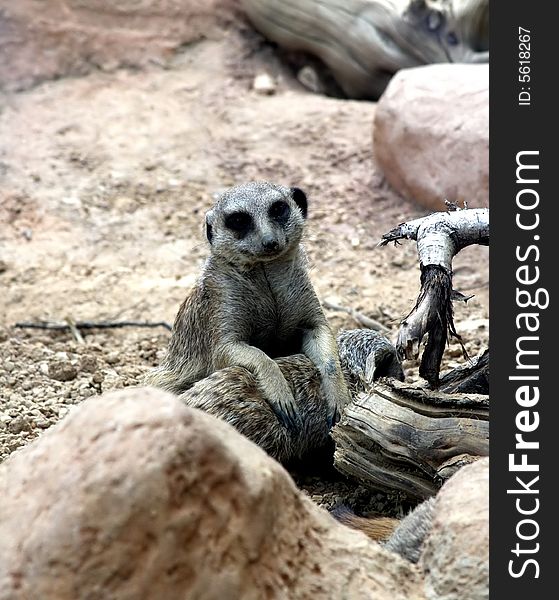 A Meerkat sits and sun baths in the warm sun. A Meerkat sits and sun baths in the warm sun