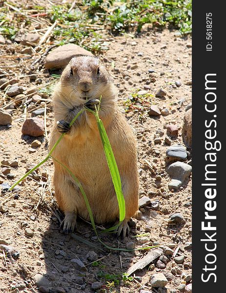 A prairie dog stops for a snack in the bright sun.  There is lots of detail in the fur. A prairie dog stops for a snack in the bright sun.  There is lots of detail in the fur.