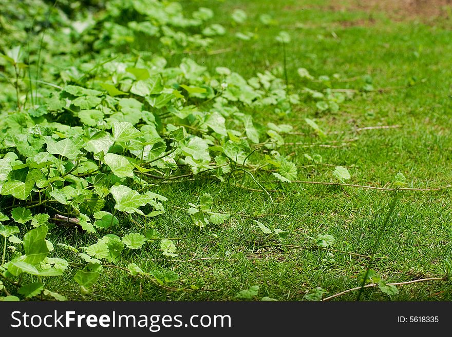 Picture of liana on the grass land