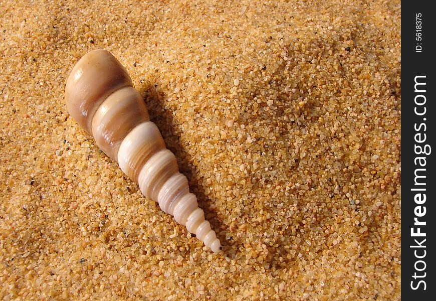 A long brown shell photographed in the sand with room for copy.