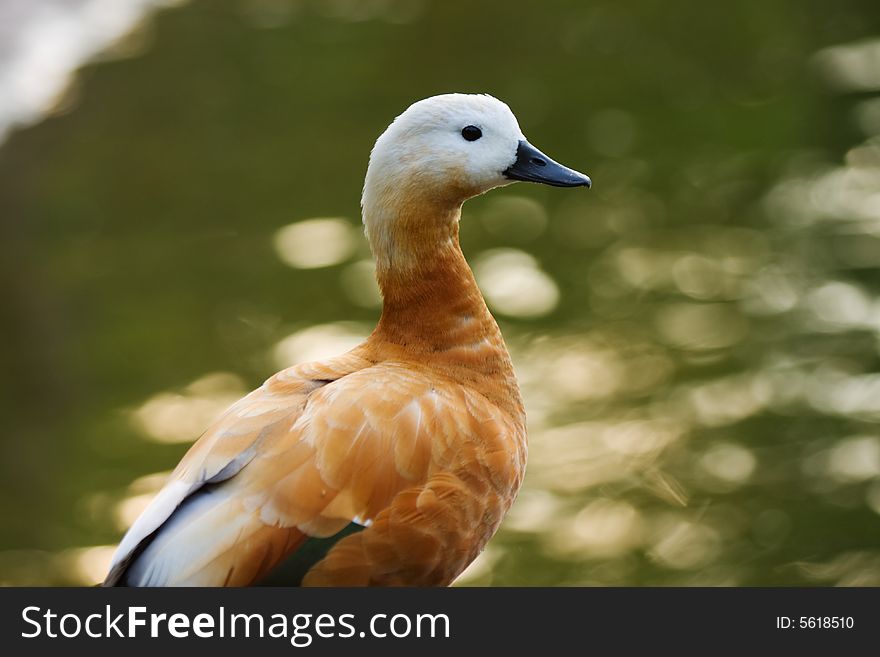 Female duck - Ruddy Shelduck(Tadorna ferruginea)