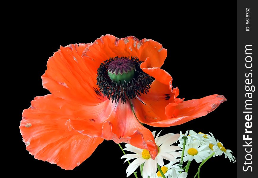 Red poppy and camomiles. Bouquet on black. Isolated