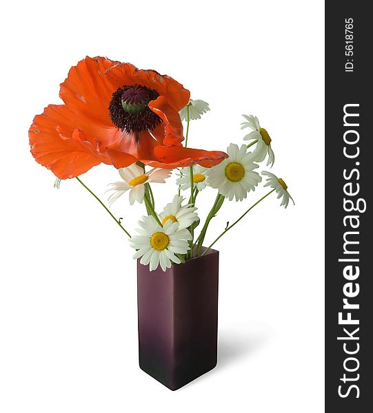 Red poppy and camomiles. Bouquet on white. Isolated