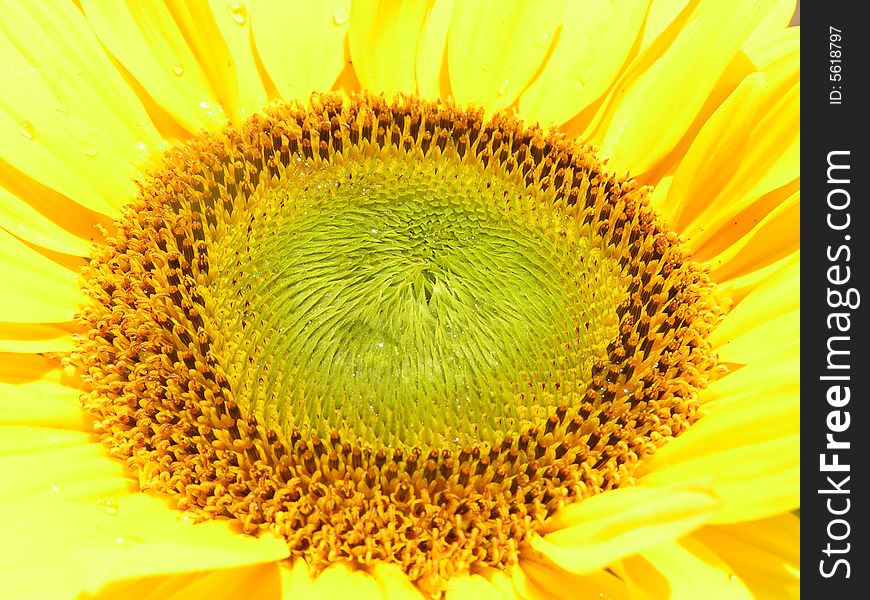 Close up of a sunflower