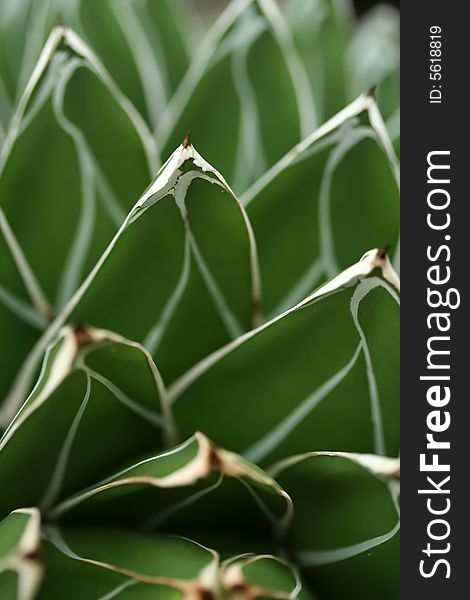 Symmetric bright green cactus petals with a white pointy edge