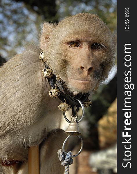 Captive Monkey