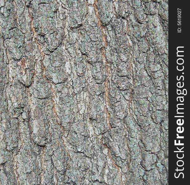 Tree bark closeup texture or background