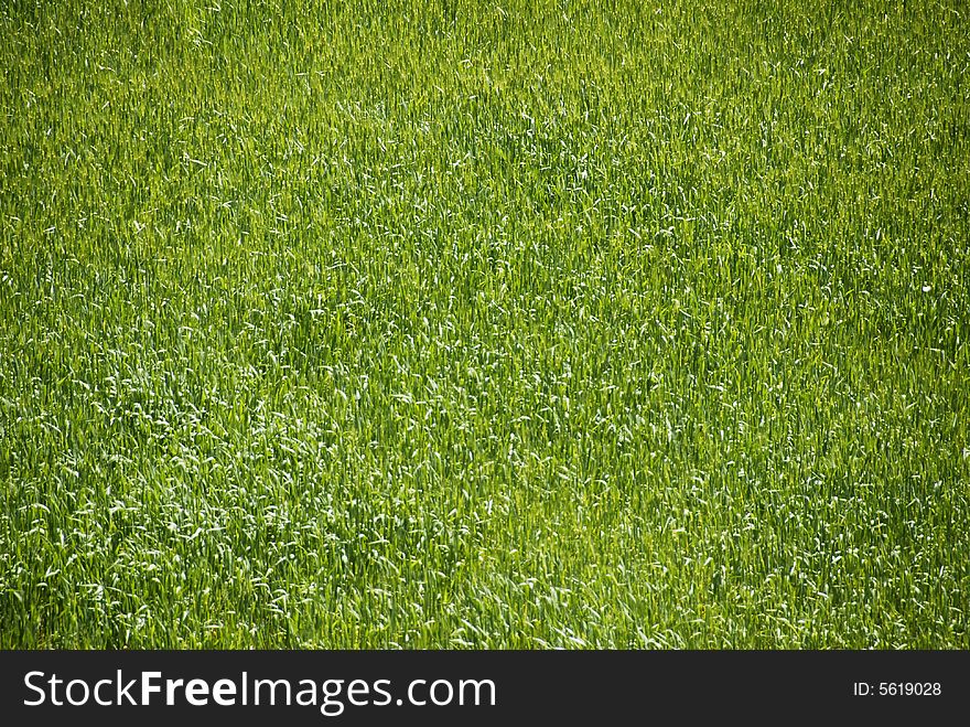 A field of tall green flowing grass. A field of tall green flowing grass