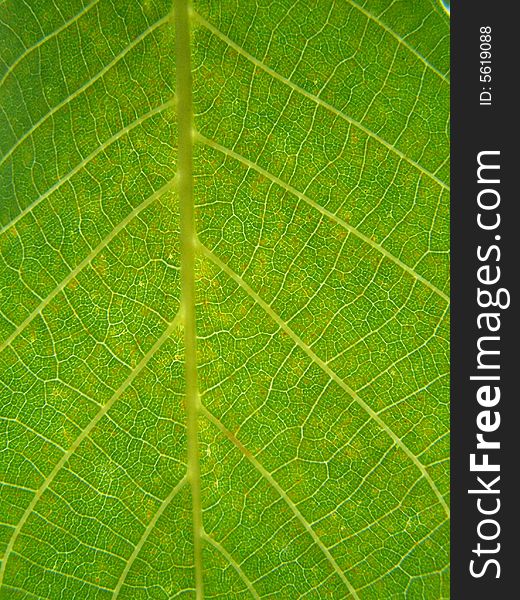 Close up of the emerald colored walnut leaf. Close up of the emerald colored walnut leaf
