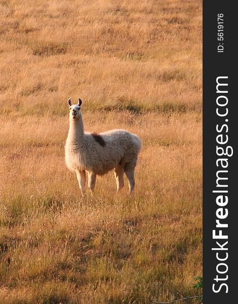 A lone llama centered in a golden field. A lone llama centered in a golden field