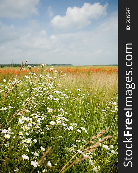 An image of field with white flowers. An image of field with white flowers