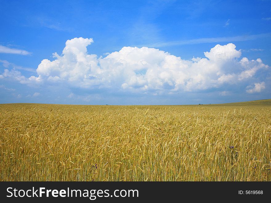 An image of a field with yellow rye