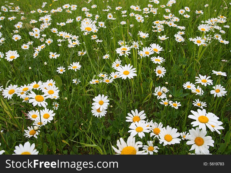 Camomiles on green meadow field. Camomiles on green meadow field