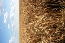 Wheaten Field With Large Ears Stock Photo Wheaten Field With Large Ears Stock Photo