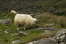 Ram Grazing Royalty Free Stock Images