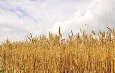 Wheat Field Royalty Free Stock Images Wheat Field Royalty Free Stock Images