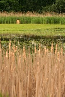 Background Of Pond Stock Photo Background Of Pond Stock Photo