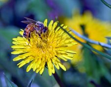 Bee And Yellow Dandelion Stock Photography Bee And Yellow Dandelion Stock Photography