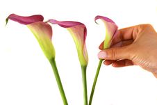 Group Of Calla Lilies Stock Photo