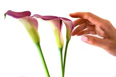Group Of Calla Lilies Stock Images Group Of Calla Lilies Stock Images