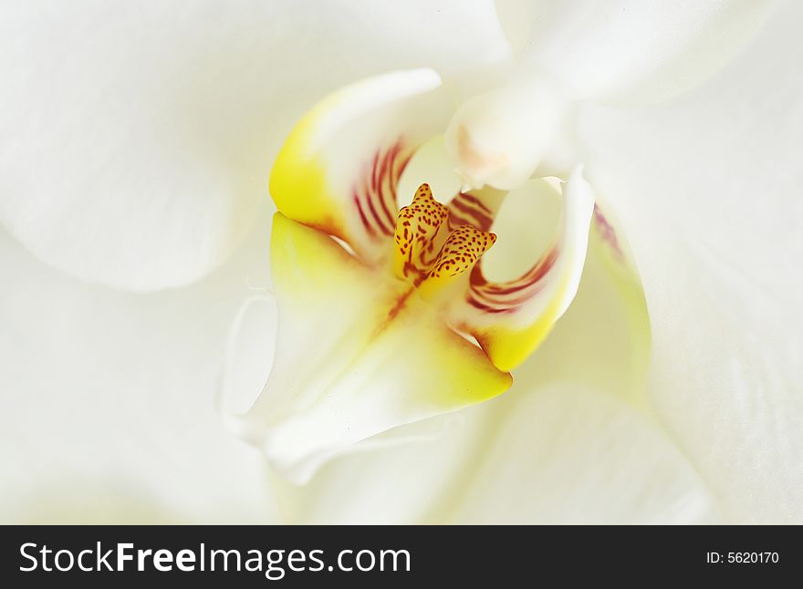 Close up of white orchid