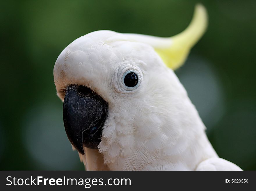 Parrots  eye detail
