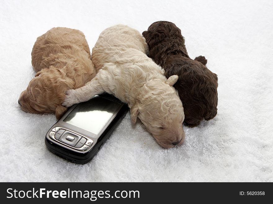 Three little puppy sleeping close to a cell phone. Three little puppy sleeping close to a cell phone