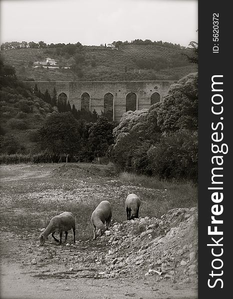 Photo of sheep at pasture in Spoleto, toned bw. Photo of sheep at pasture in Spoleto, toned bw