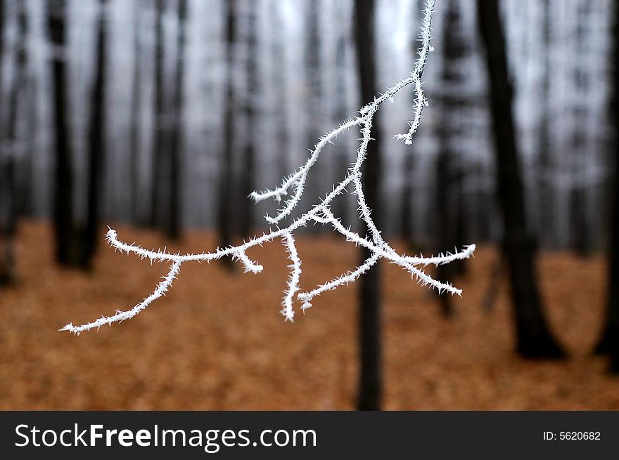 Forest in the firts day of winter