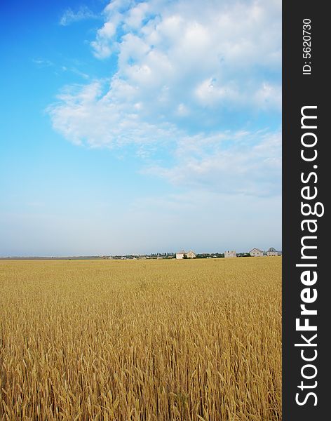Wheat field over cloudy blue sky