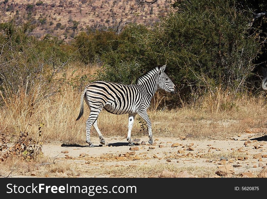 Burchell's Zebra in South Africa.