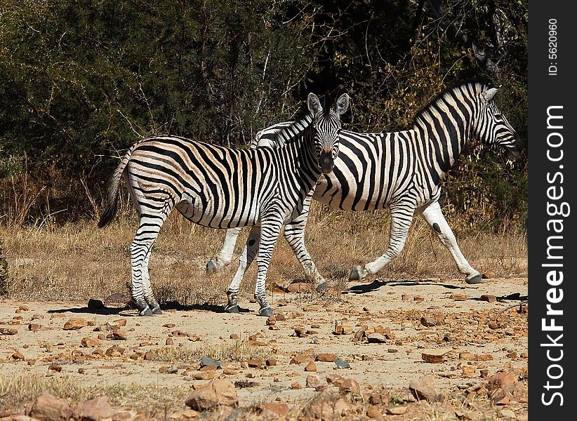 Burchell's Zebra in South Africa.