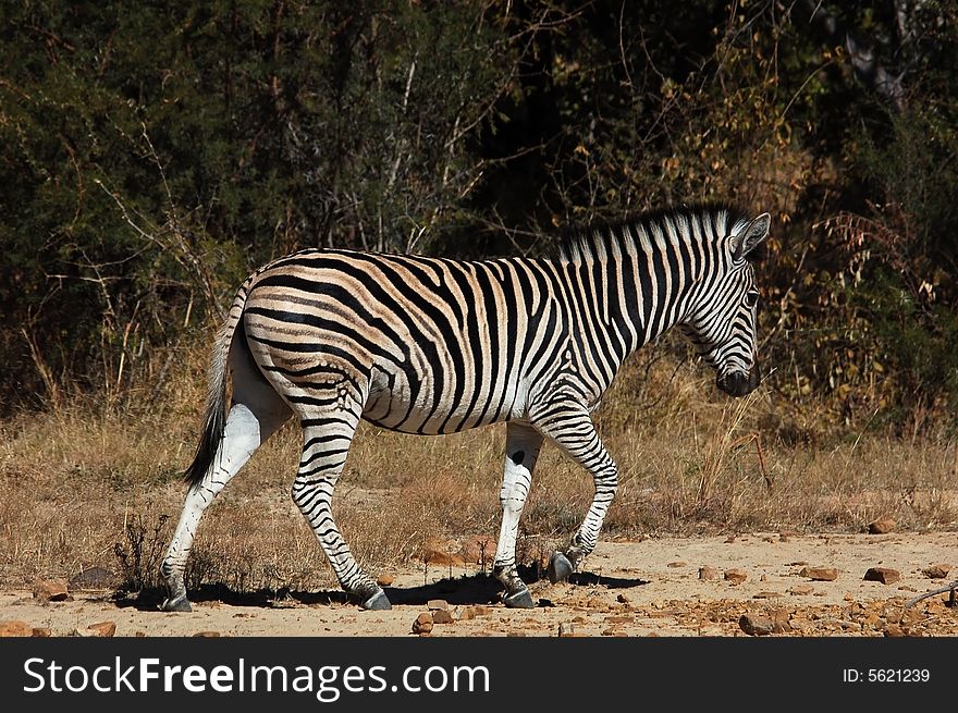 A Burchell's Zebra in South Africa.