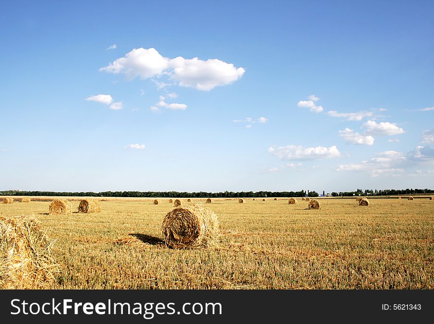 Field with hay after harvesting