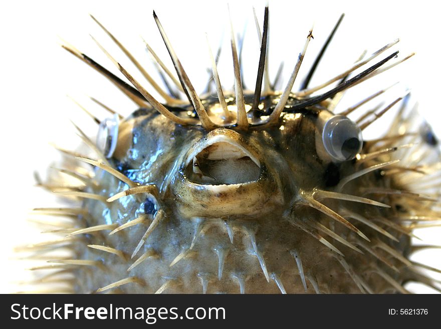 Sea fish with thorn on light background