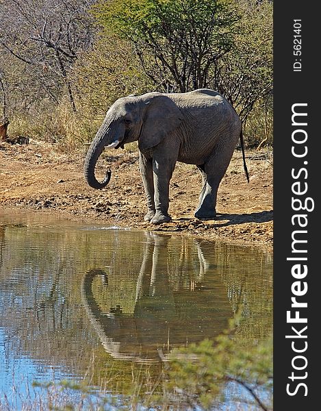 An African Elephant at a water hole in South Africa. An African Elephant at a water hole in South Africa.