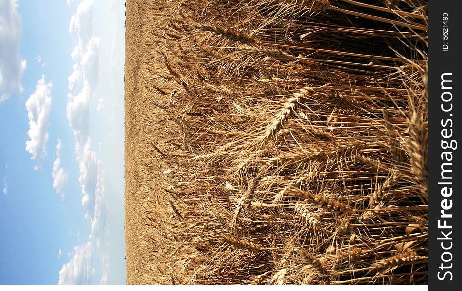 Wheaten Field With Large Ears