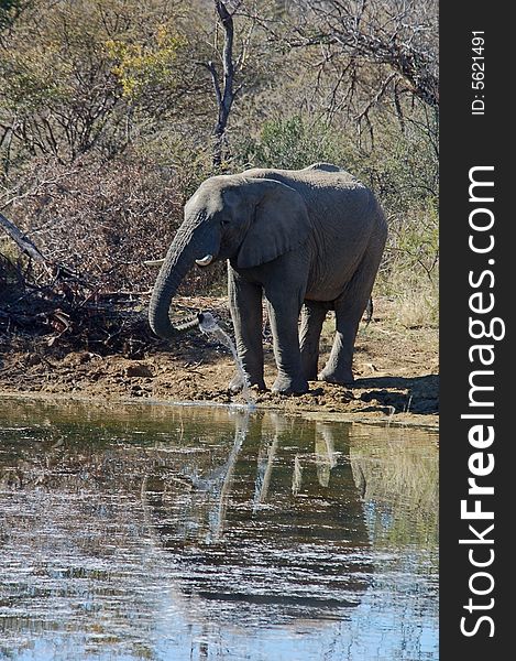 A wild African Elephant at a water hole. A wild African Elephant at a water hole