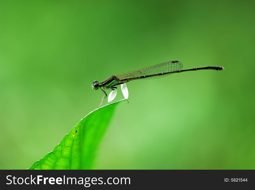 A damselfly isolated stay on leaf top in green backfround.