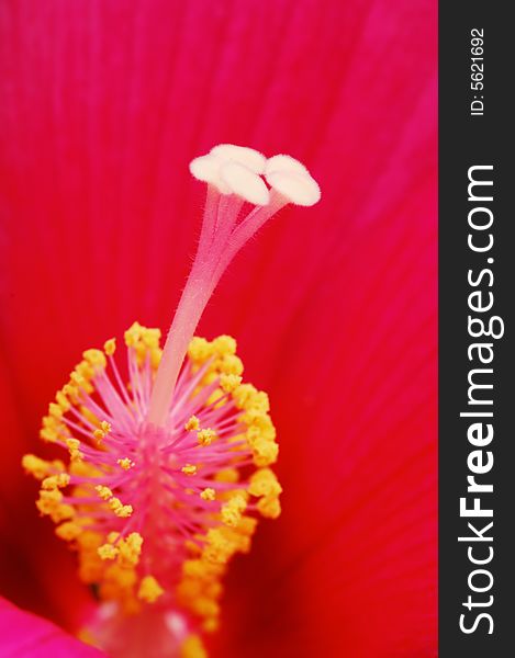 A close-up shooting of the red flower stamen