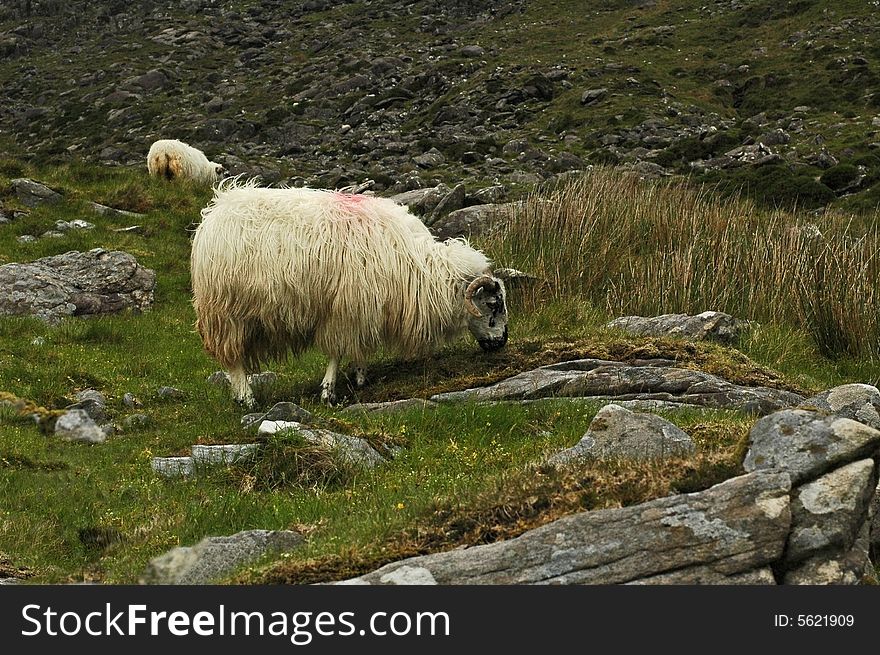 Ram grazing on the rocky hillside in Ireland.