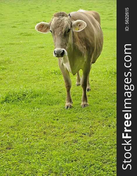 A jersey cow in a pasture at dawn. Space for copy bottom left. A jersey cow in a pasture at dawn. Space for copy bottom left.