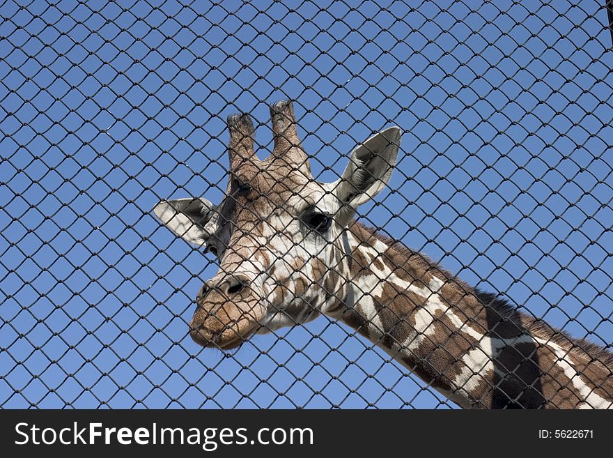 Giraffe looking through the cage