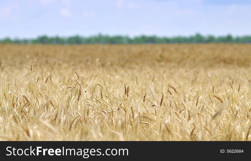 Wheat on the blue sky background. Wheat on the blue sky background