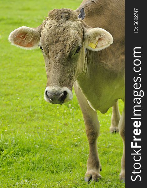 Close up portrait of a Jersey cow in a pasture at dawn. Space for copy bottom left. Close up portrait of a Jersey cow in a pasture at dawn. Space for copy bottom left.