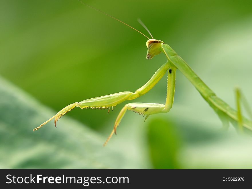 The praying mantis leaves in the preparation, faces the direction. The praying mantis leaves in the preparation, faces the direction.