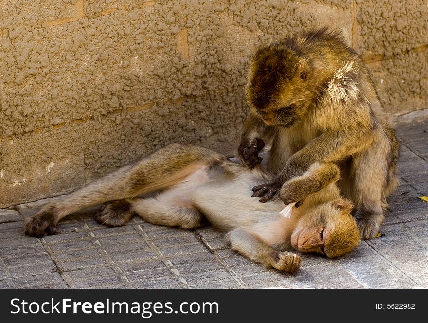 It's a photo of a pair of monkey on Gibraltar. It can be good for animal themes. It's a photo of a pair of monkey on Gibraltar. It can be good for animal themes