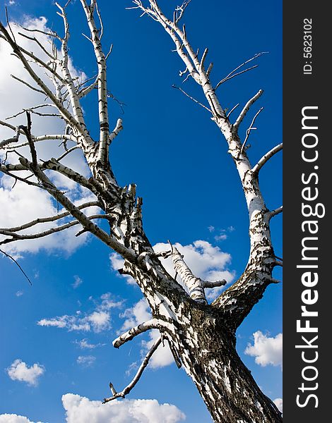 Nature series: dry birch tree on the blue sky. Nature series: dry birch tree on the blue sky