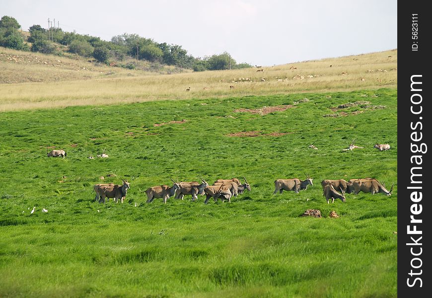 Eland Herd