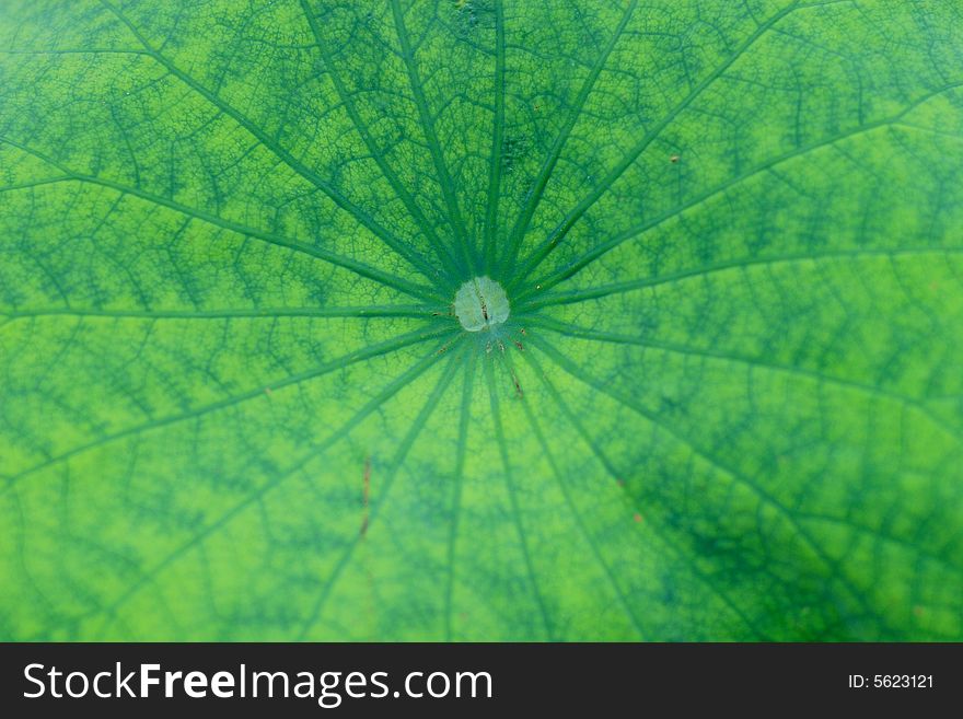 Green Leave Background